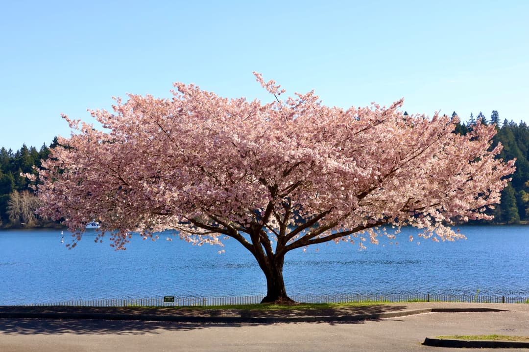 Cherry Blossom.